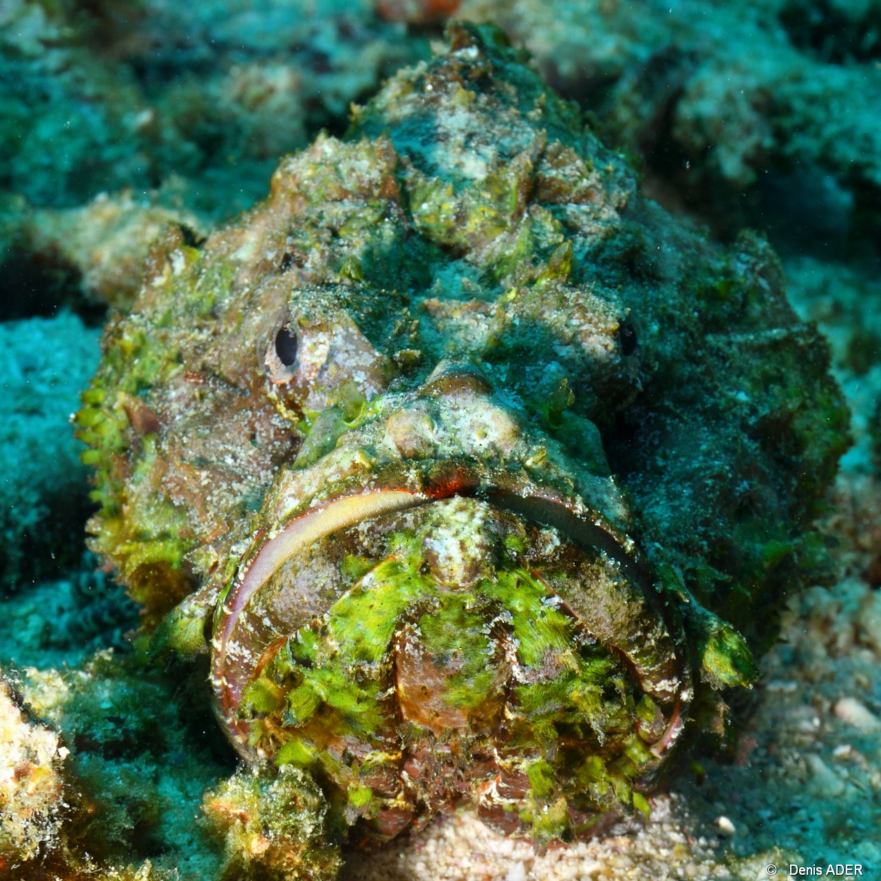 Scorpaenopsis diabolus rascasse diable-Mahe Lighthous cap ternay-15m-20190609-Denis-ADER-DSC_8085_tn.jpg